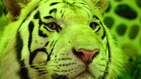 Tiger watching. Stock Footage 48561786