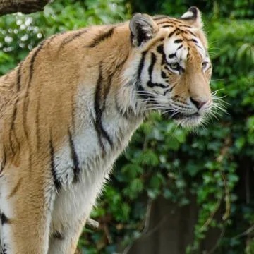 Tiger watching Stock Photos