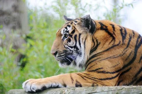 Tiger watching Stock Photos