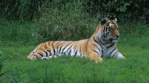Tiger watching while laying P HD 1586 Stock Footage 11149264