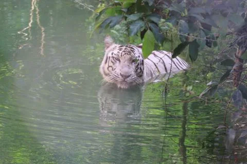 Tiger with a water background Stock Photos
