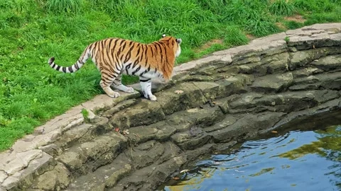 Tiger by water Stock Footage 319986919