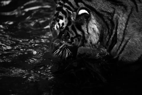 Tiger water leaf bite  Stock Photos