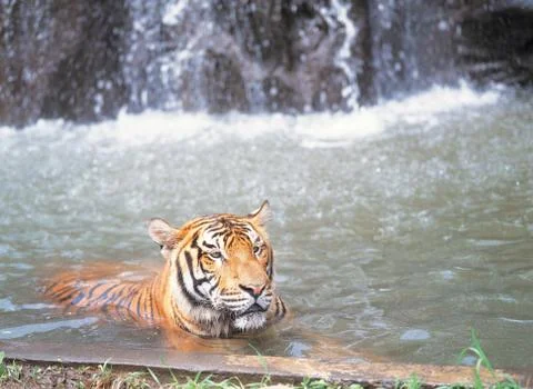 Tiger in water 写真素材