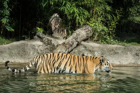 Tiger in the water Stock Photos