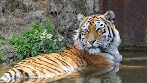 Tiger water Stock Photos