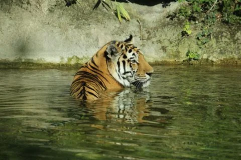 Tiger in water 库存照片