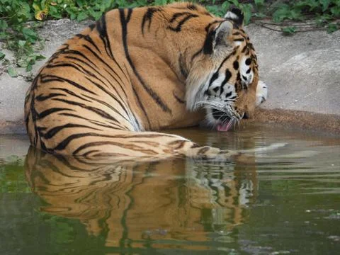 Tiger water reflection 库存照片