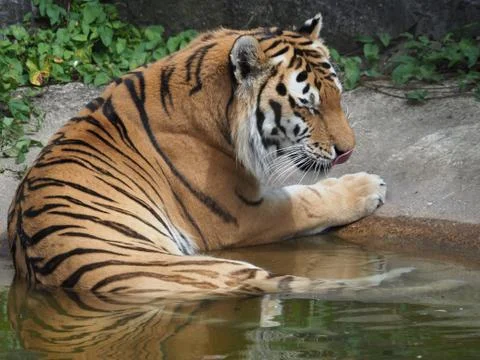 Tiger in water reflection Stock Photos