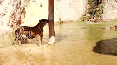 Tiger water shadow Vídeo Stock 49268606