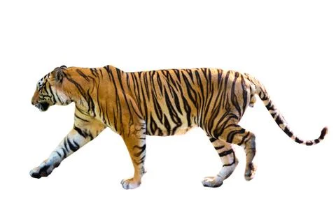 Tiger White background Isolate full body Stock Photos
