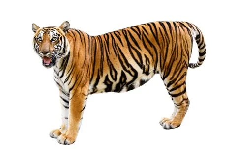 Tiger White background Isolate full body Stock Photos