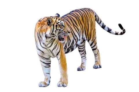 Tiger White background Isolate full body Stock Photos