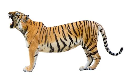 Tiger White background Isolate full body Stock Photos