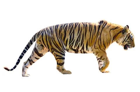 Tiger White background Isolate full body Stock Photos