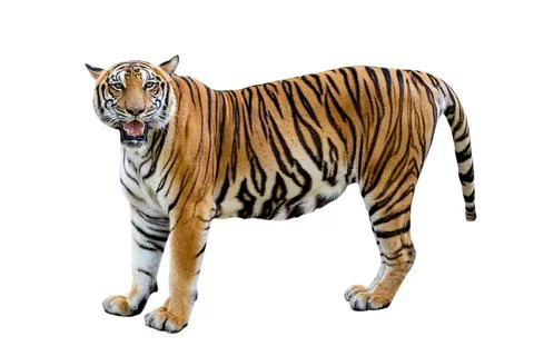 Tiger White background Isolate full body Stock Photos
