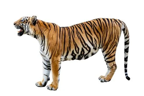 Tiger White background Isolate full body Stock Photos