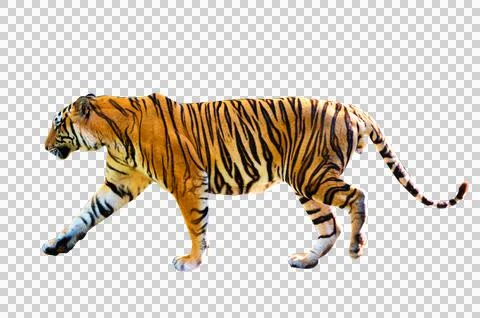 Tiger White background Isolate full body Stock Photos