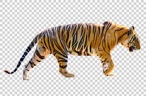Tiger White background Isolate full body Foto stock
