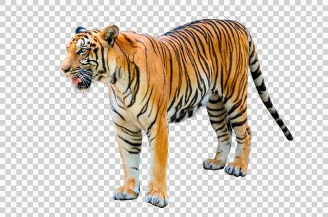 Tiger White background Isolate full body Stock Photos