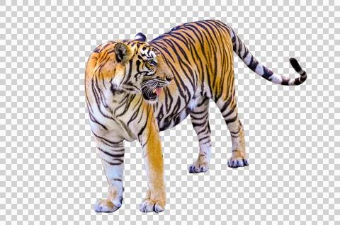 Tiger White background Isolate full body Stock Photos