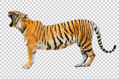 Tiger White background Isolate full body Stock Photos
