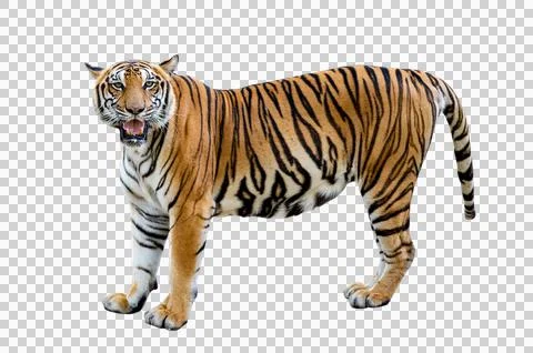 Tiger White background Isolate full body Stock Photos