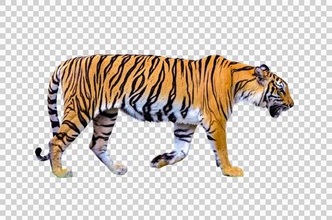 Tiger White background Isolate full body Stock Photos