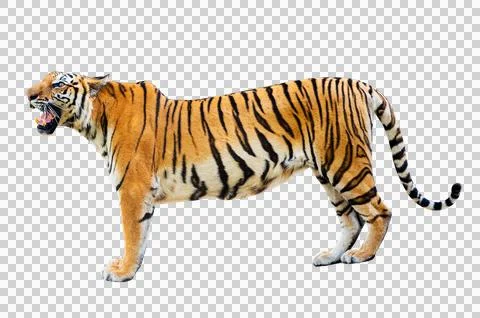 Tiger White background Isolate full body Stock Photos