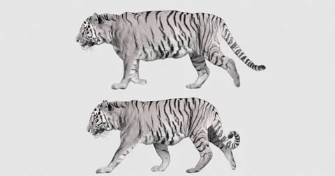 Tiger White Walking and Running Stock Footage 201369026