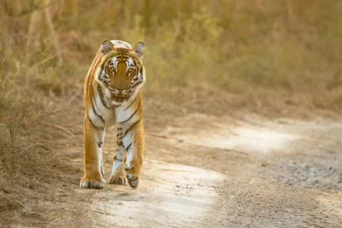 Tiger in the wild Stock Photos