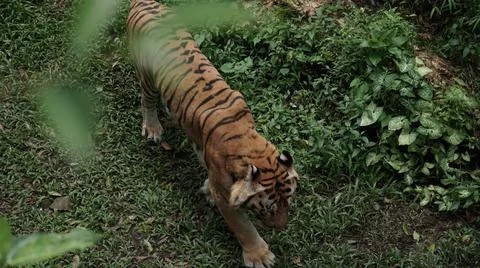 Tiger in the Wild Stock Photos