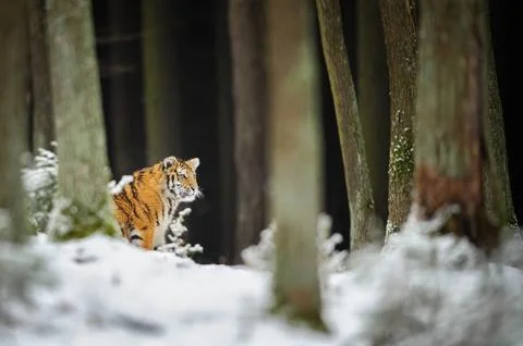 Tiger in winter forest Stock Photos