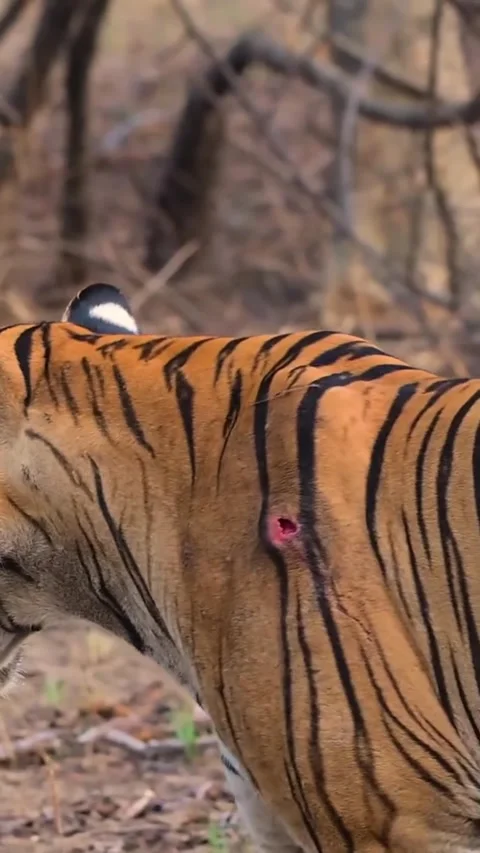 Tiger with a wound on its shoulder Stock Footage 318770997