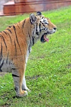 Tiger yawn Stock Photos
