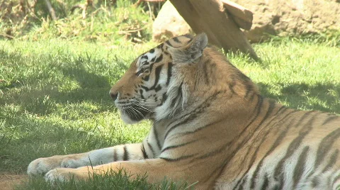 Tiger yawning Stock Footage 460420