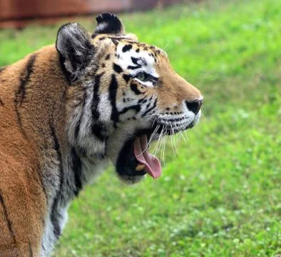 Tiger yawning Stock Photos