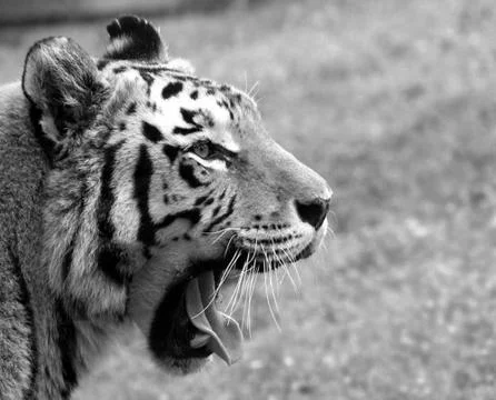 Tiger yawning Stock Photos