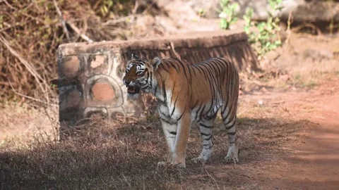 Tiger yawning while standing on the safari trail of Tadoba national park Stock Footage 307297372