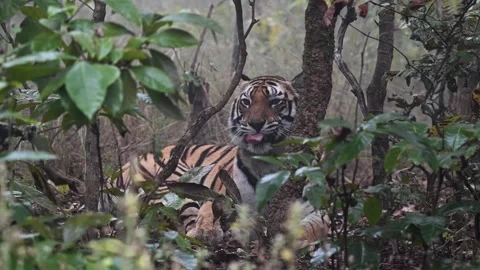 Tiger yawning while taking rest in Sanjay Dubri national park Stock Footage 303552645