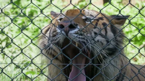 Tiger yawning in a Zoo Stock Footage 156010340