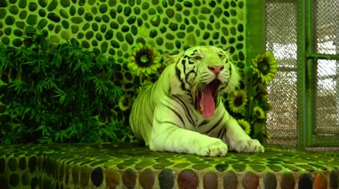 Tiger yawns. Stock Footage 48561451