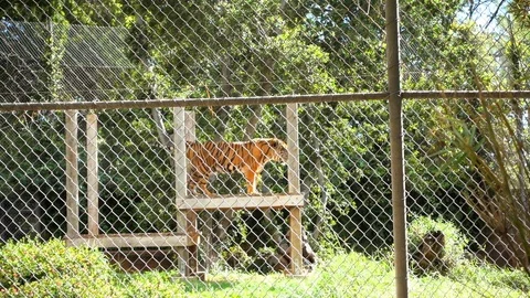 Tiger in Zoo behind Cage Stock Footage 104684444