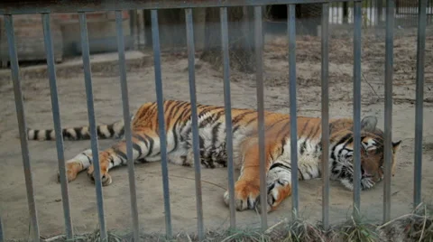 Tiger in the zoo cage Stock Footage 58591520