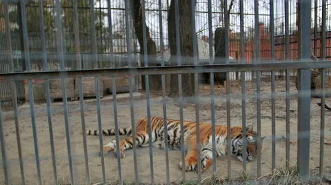Tiger in the zoo cage Stock Footage 58591638