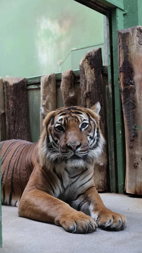 Tiger in zoo cage vertical video Stock Footage 288010235
