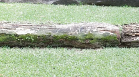 Tiger in the Zoo Enclosure Stock Footage 36593973