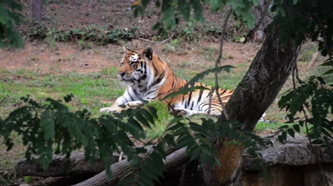 Tiger in zoo exibit resting Stock Footage 40366469