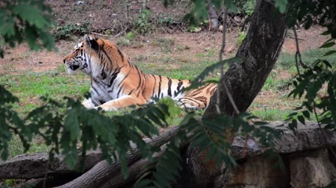 Tiger in zoo exibit resting Stock Footage 40366491