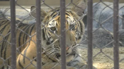 Tiger in zoo Stock Footage 10861249